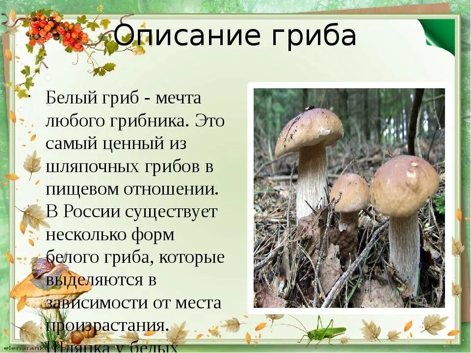 Рассказ о белом грибе. Белый гриб рассказ 3 класс окружающий мир. Белый гриб рассказ 3 класс окружающий мир. Белый гриб рассказ 3 класс окружающий мир. Рассказ про гриб боровик для 2 класса.