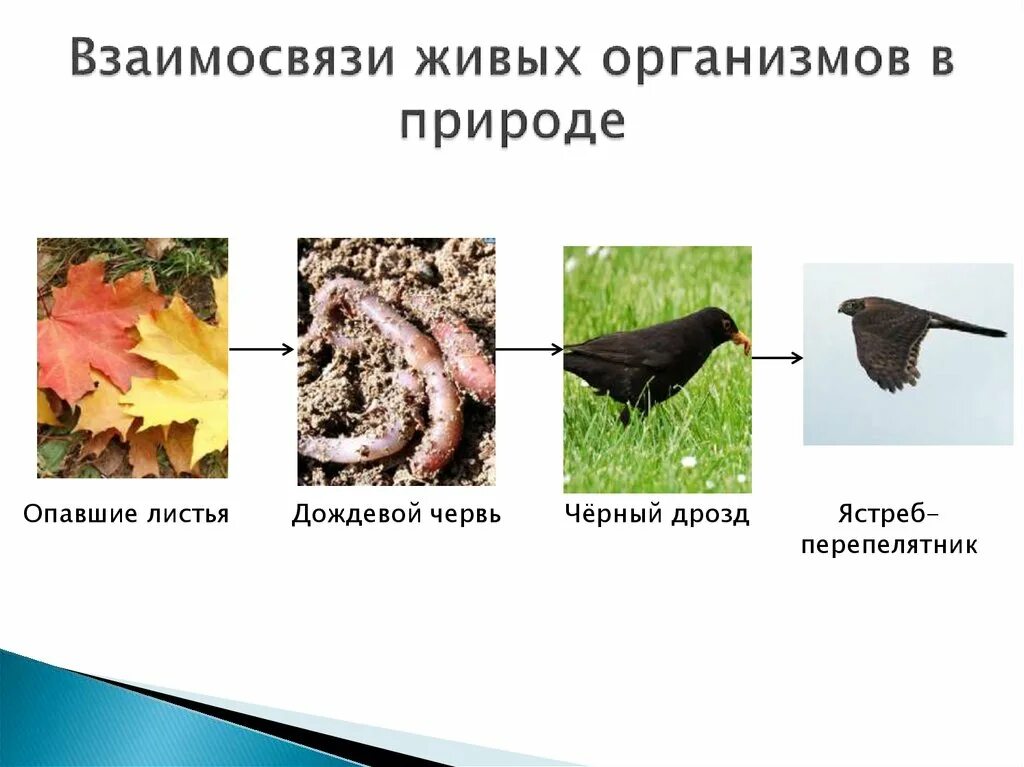 Разнообразие пищевых взаимоотношений. Взаимосвязь живых организмов. Взаимосвязи животных в природе. Взаимоотношения живых организмов в природе. Взаимосвязи организмов в природе.