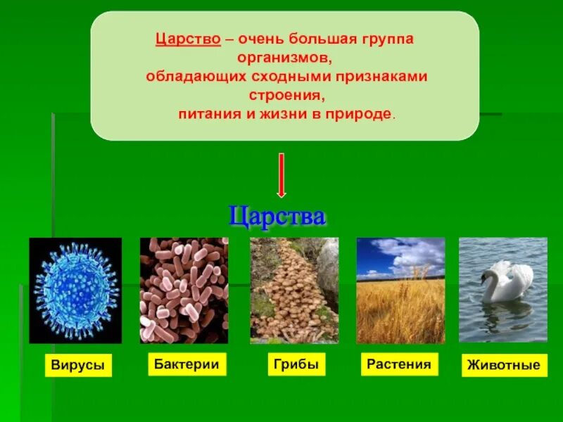 Самые крупные живые организмы. Большая группа организмов это. Группа организмов организмы. Название большой группы живых организмов. Название Царств природы.