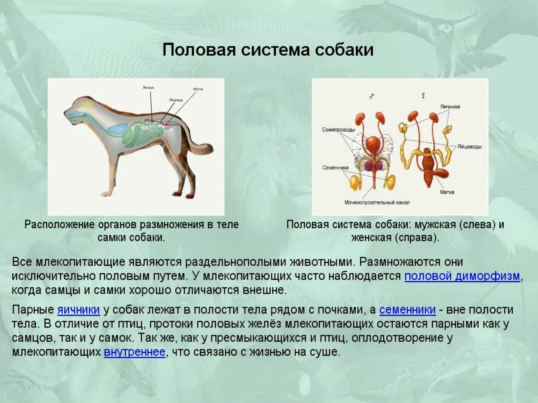 Женская половая система кратко. Система органов размножения у собак. Строение систем органов млекопитающих таблица. Системы млекопитающих 7 класс биология. Внутреннее строение млекопитающих системы.