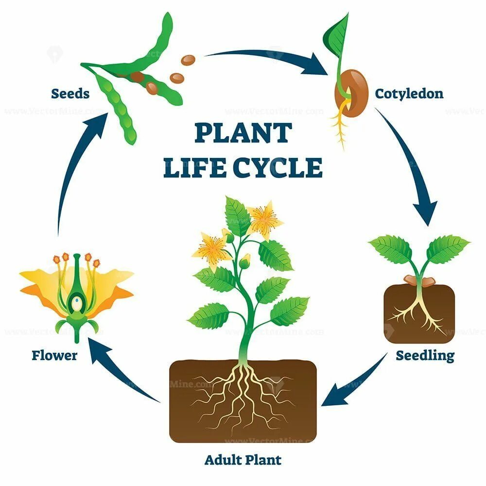 Циклы растений. Цикл жизни растений. Жизненный цикл растений. Цикл цветочных растений. Plant cycle