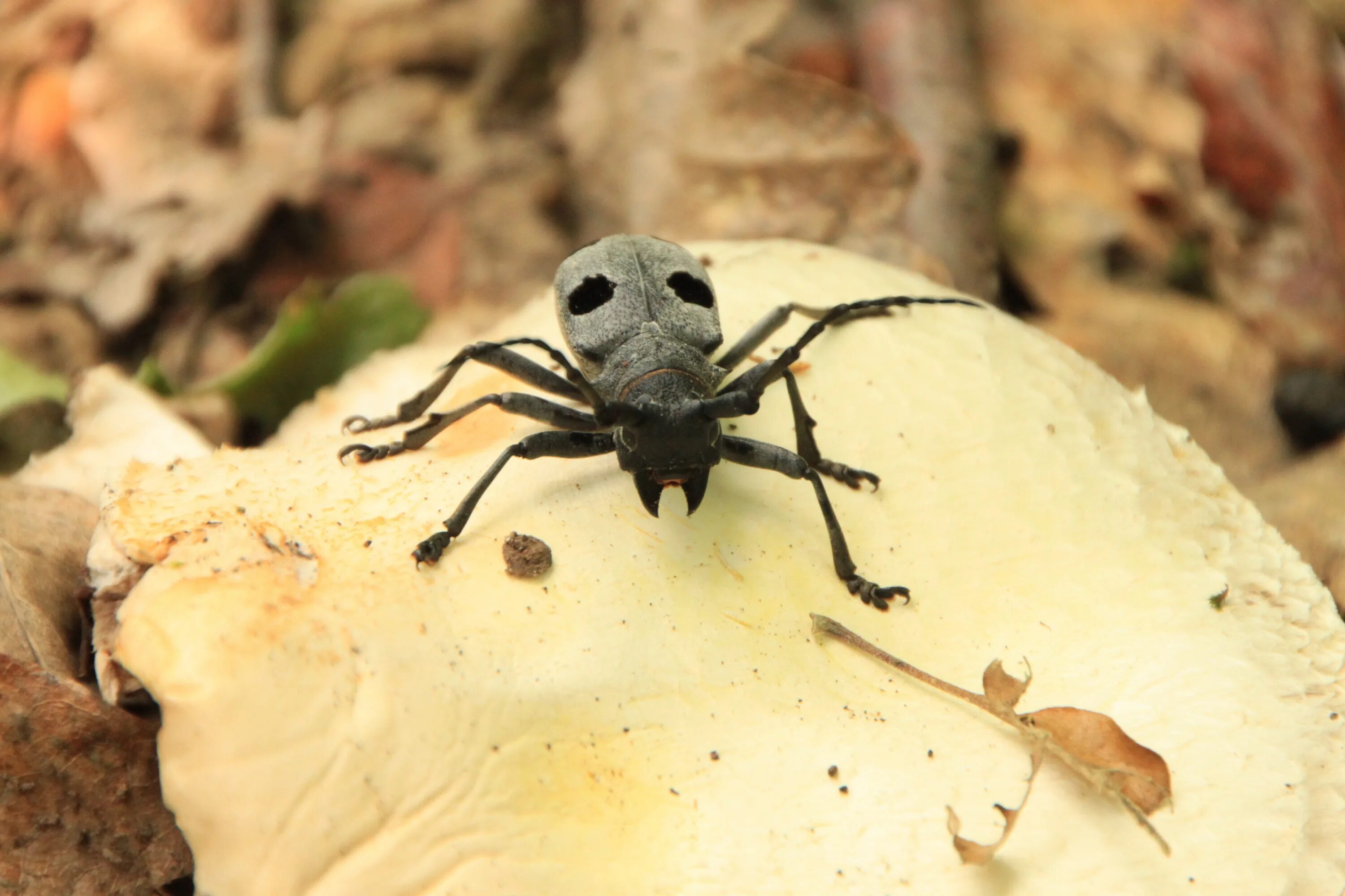 Моримус Жук. Cerambycidae Жук. Большой черный Жук на даче. Черный Жук с черепом на спине. Жука черного песни