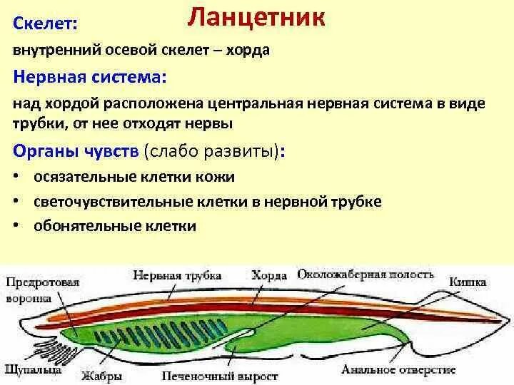 Внутренний скелет хордовых. Центральная нервная система ланцетника. строение хордовых осевой скелет. нервная система ланцетника система. строение нервной системы ланцетника.