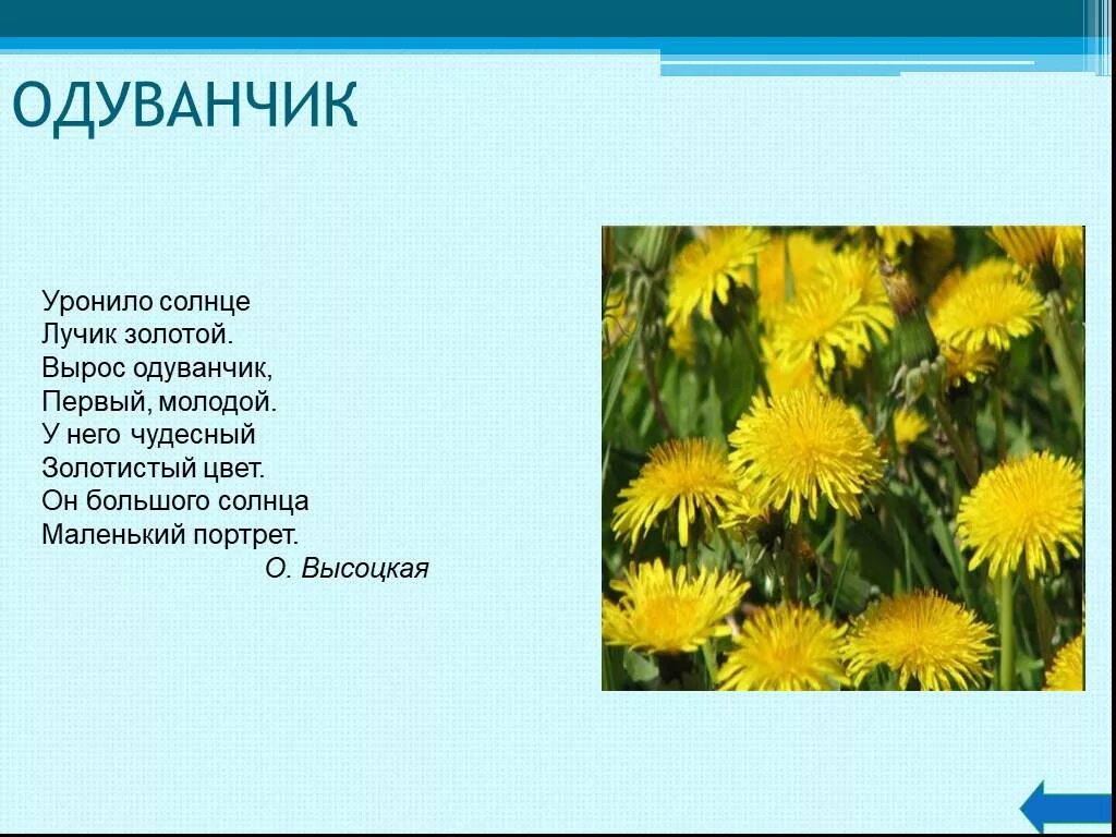 Одуванчик высотская 2 класс. Загадка про одуванчик. Одуванчик первоцвет. Уронило солнце лучик золотой вырос одуванчик первый. Загадка про одуванчик для детей.