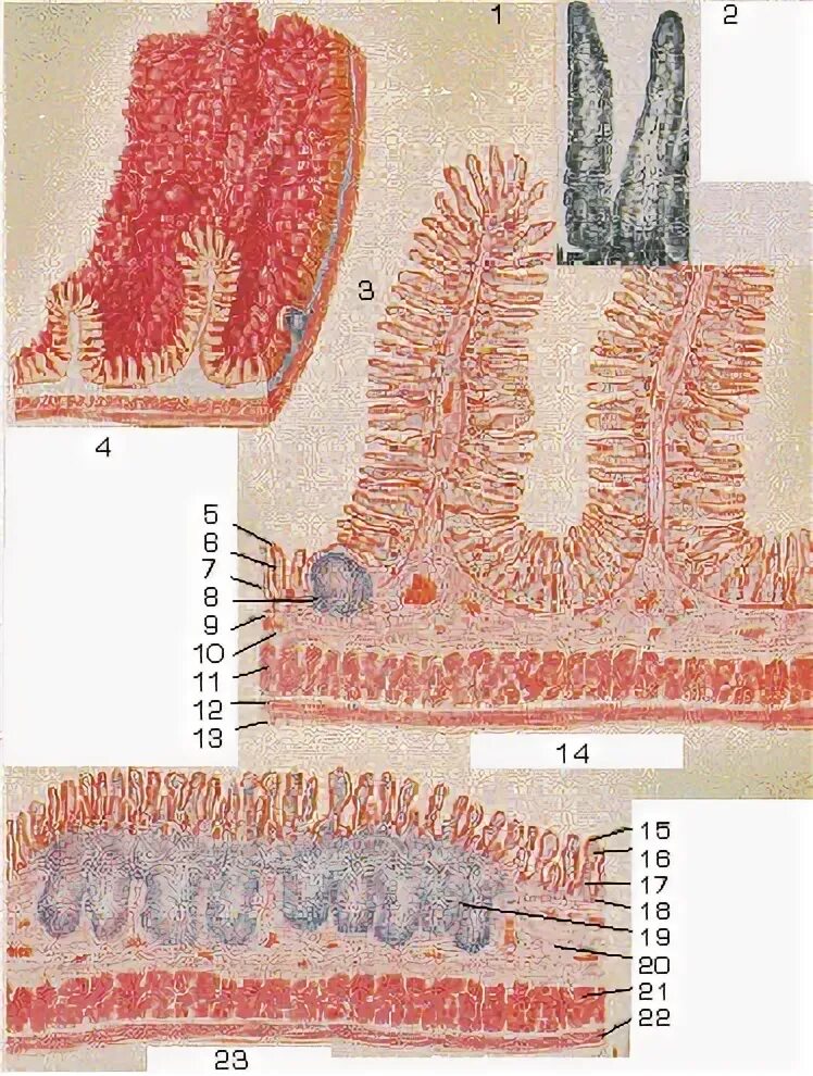 Микроворсинки кишечника. Микроворсинки гистология. Слизистая оболочка тонкого кишечника. Строение ворсинки тонкой кишки. Кишечные ворсинки характерны для