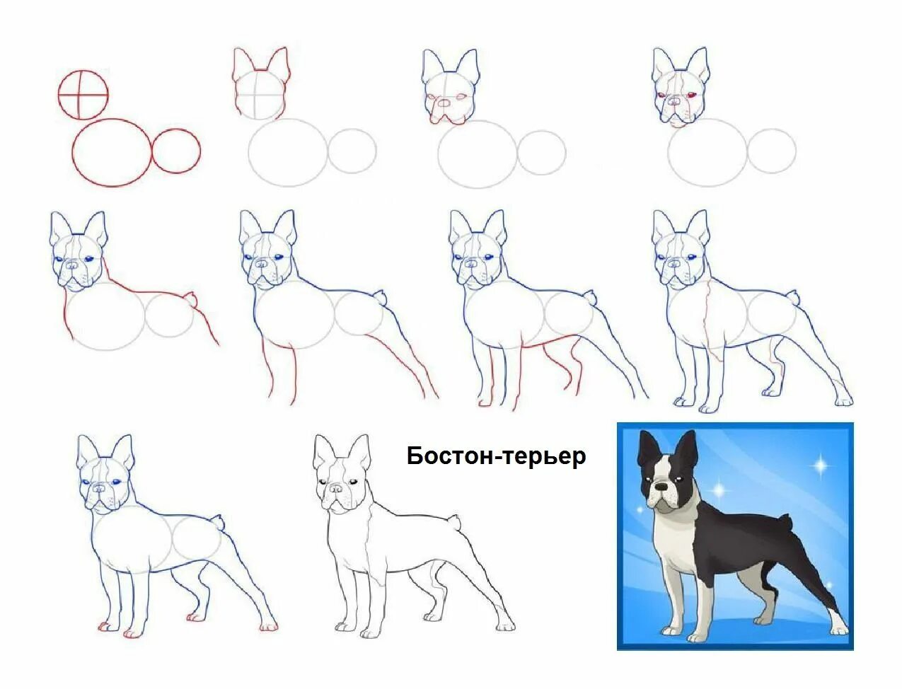 Как нарисовать пса. Поэтапное рисование собаки. Пошаговое рисование собаки. Рисунок собаки поэтапно. Поэтано рисование собаки.