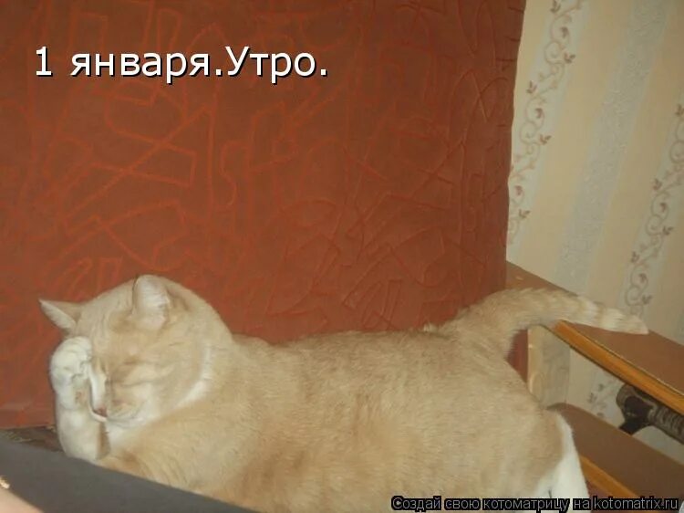 Девушка ждет. Кот ждет. Кот я жду весну. Что меня ждет сегодня утром. Кот в марте.