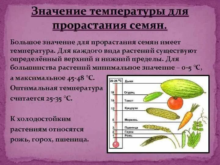 Практическая работа определение всхожести семян культурных растений. Влияние температуры на прорастание семян. Условия прорастания семян. Температурные условия прорастания семян. Условия прорастания семян растений.