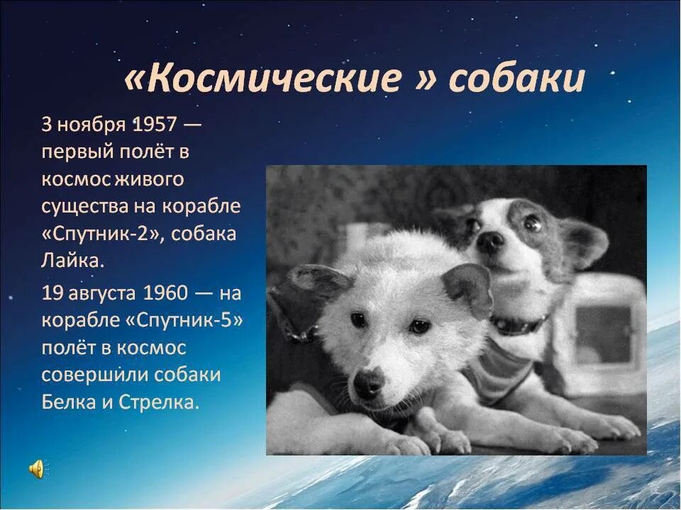 В каком году полетели собаки. Первые соки полетившие в космос. Первые собаки в космосе. Первая собака полетевшая в космос. Собаки в космосе презентация.