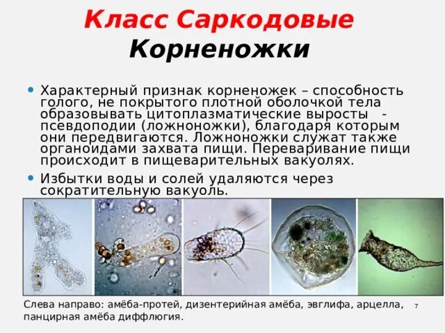 Саркодовые корненожки. Корненожки жгутиконосцы инфузории таблица. Саркодовые корненожки таблица. Представителя инфузории жгутиконосцев корненожек. Значение групп простейших