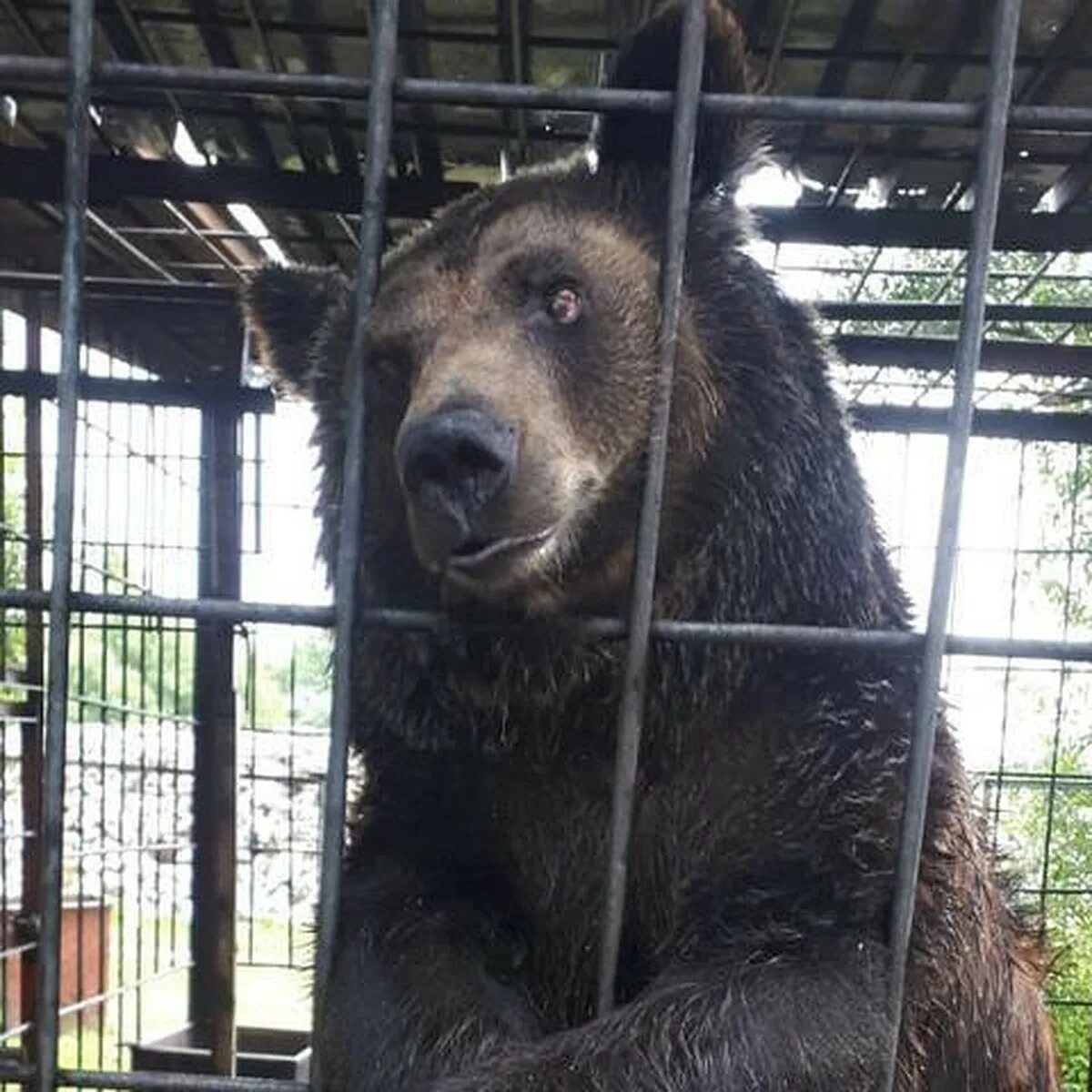 Медведь лишил ее жизни. Бурая Медведица Настя. Медведица Настя в Калининграде. Медведица из цирка теперь в зоопарке.