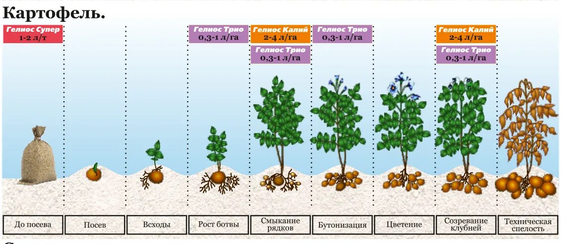 Фазы развития картофеля. Фазы роста картофеля по дням. Схема удобрения картофеля. Период вегетации картофеля сроки. Сколько лет картофелю
