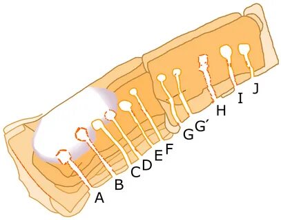 Dual phase