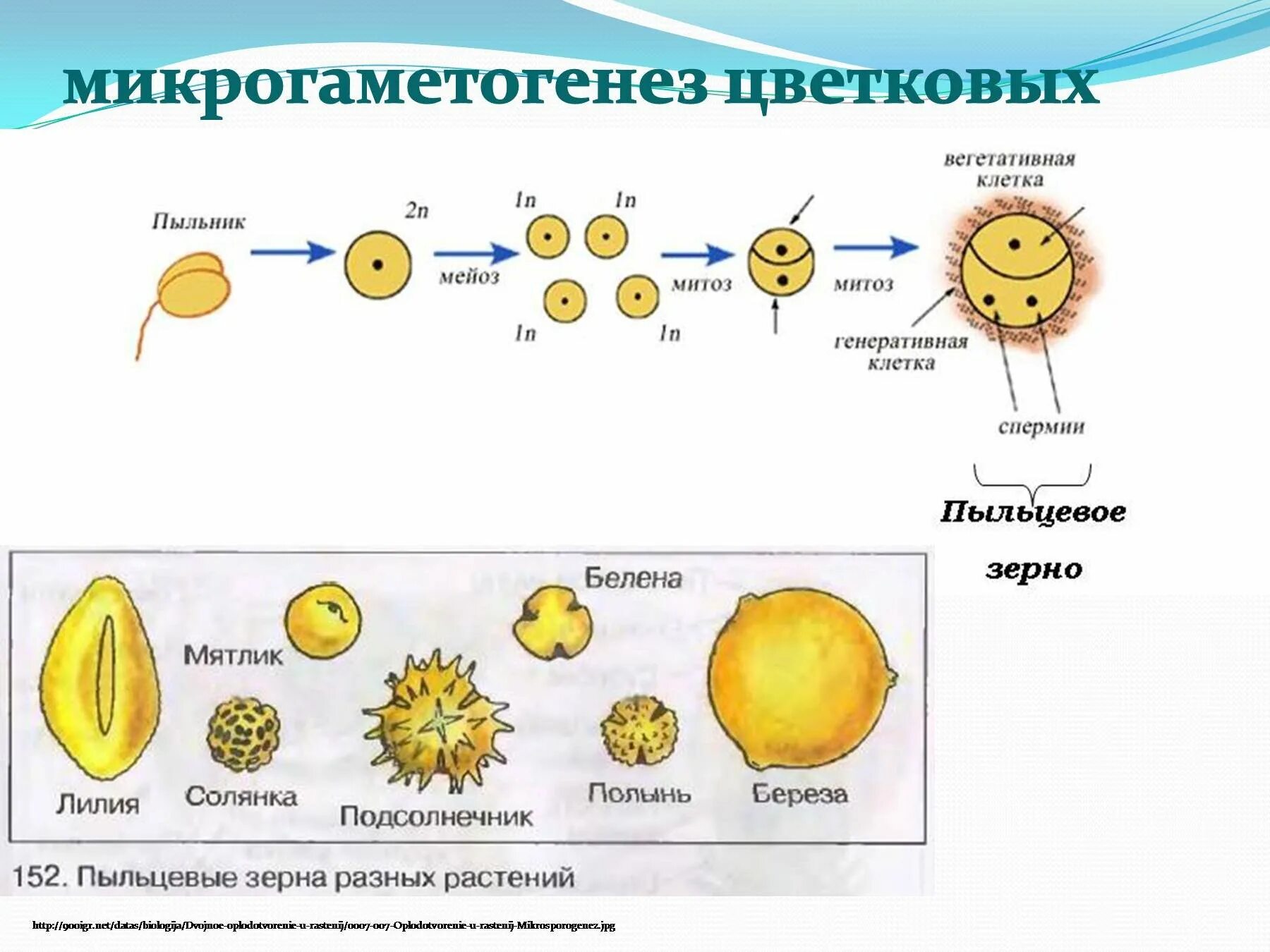 Микроспорогенез и макроспорогенез у цветковых растений. Микроспорогенез у цветковых растений схема. Схема спорогенеза и гаметогенеза у растений. Образование яйцеклетки у цветковых растений. Пыльца цветковых формируется в