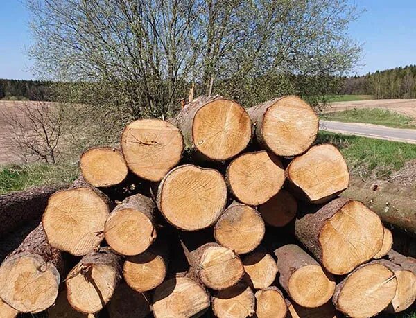 Цена на дерево в области. Запасы древесины на корню это. Заготовки спелой и перестойной древесины. Стоимость древесины на корню. Стоимость леса на корню за куб.