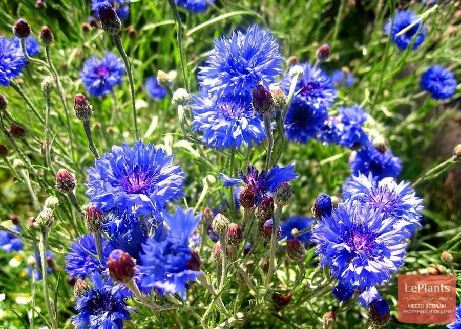 Василек голубой Centaurea cyanus. Василек синий Корнфловер. Василёк синий (centaureacyanus). Василек полевой Centaurea cyanus.