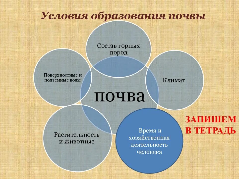 Образование почвы. Схема образования почвы. Условия почвы. География условия образования почв.