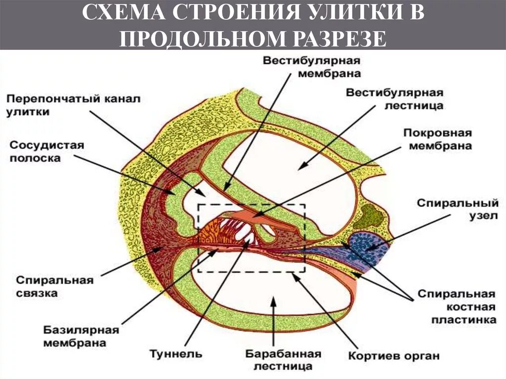 Продольный срез улитки внутреннего уха. Улитка Кортиев орган гистология. Строение улитки схема. Строение перепончатого канала улитки. Внутреннее ухо кровообращение