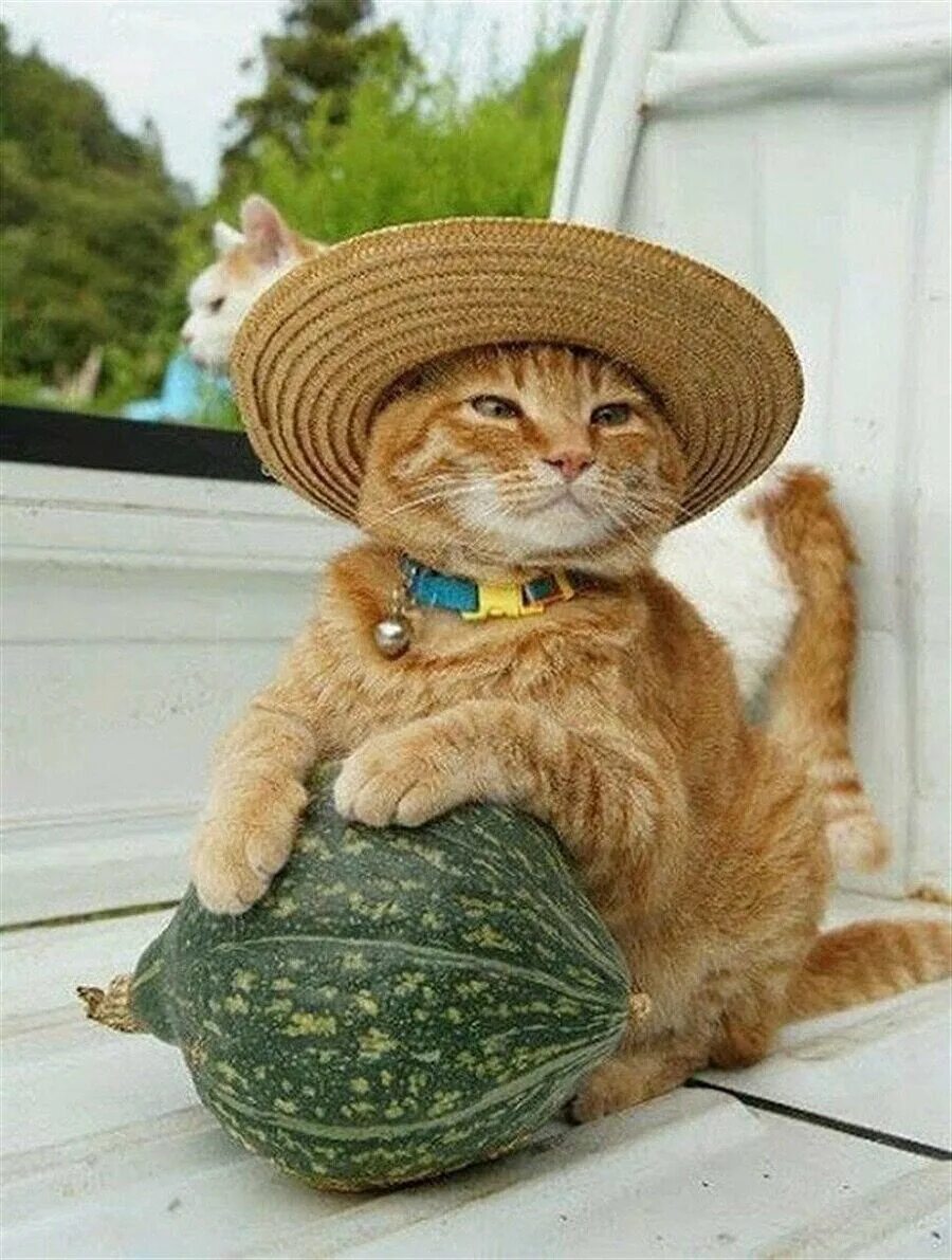 Кот в капусте. Котик в шляпе. котик в шляпке. котик в соломенной шляпе. рыжий кот.