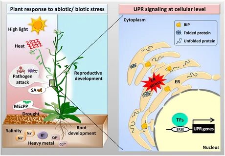 Plant physiology