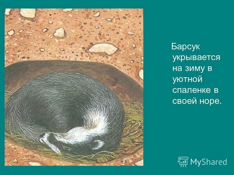 в лесной чаще торопится к своей норе