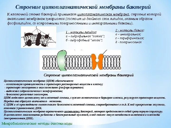 Из чего состоит оболочка клетки. Строение цитоплазматической мембраны бактерий. ЦПМ мембрана строение. Цитоплазматическая мембрана бактерий структура. Строение наружной цитоплазматической мембраны.