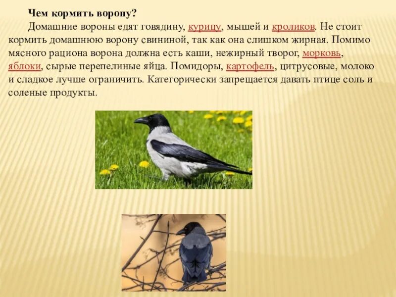 Можно ли кормить ворону