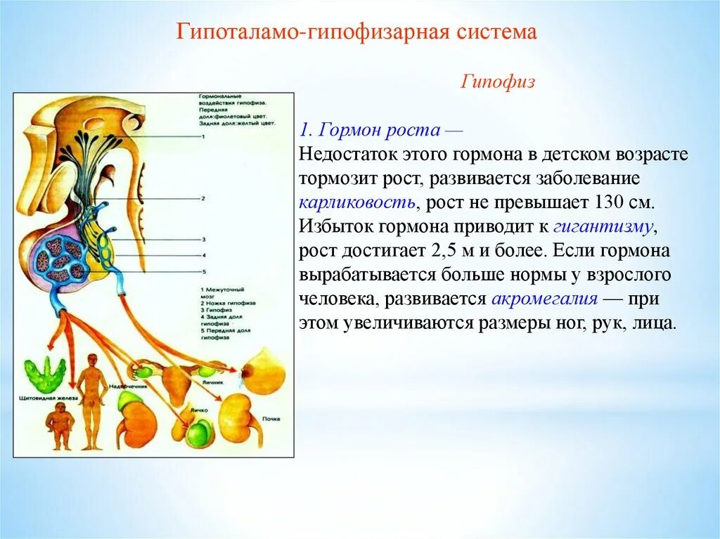 Гипофиз роста