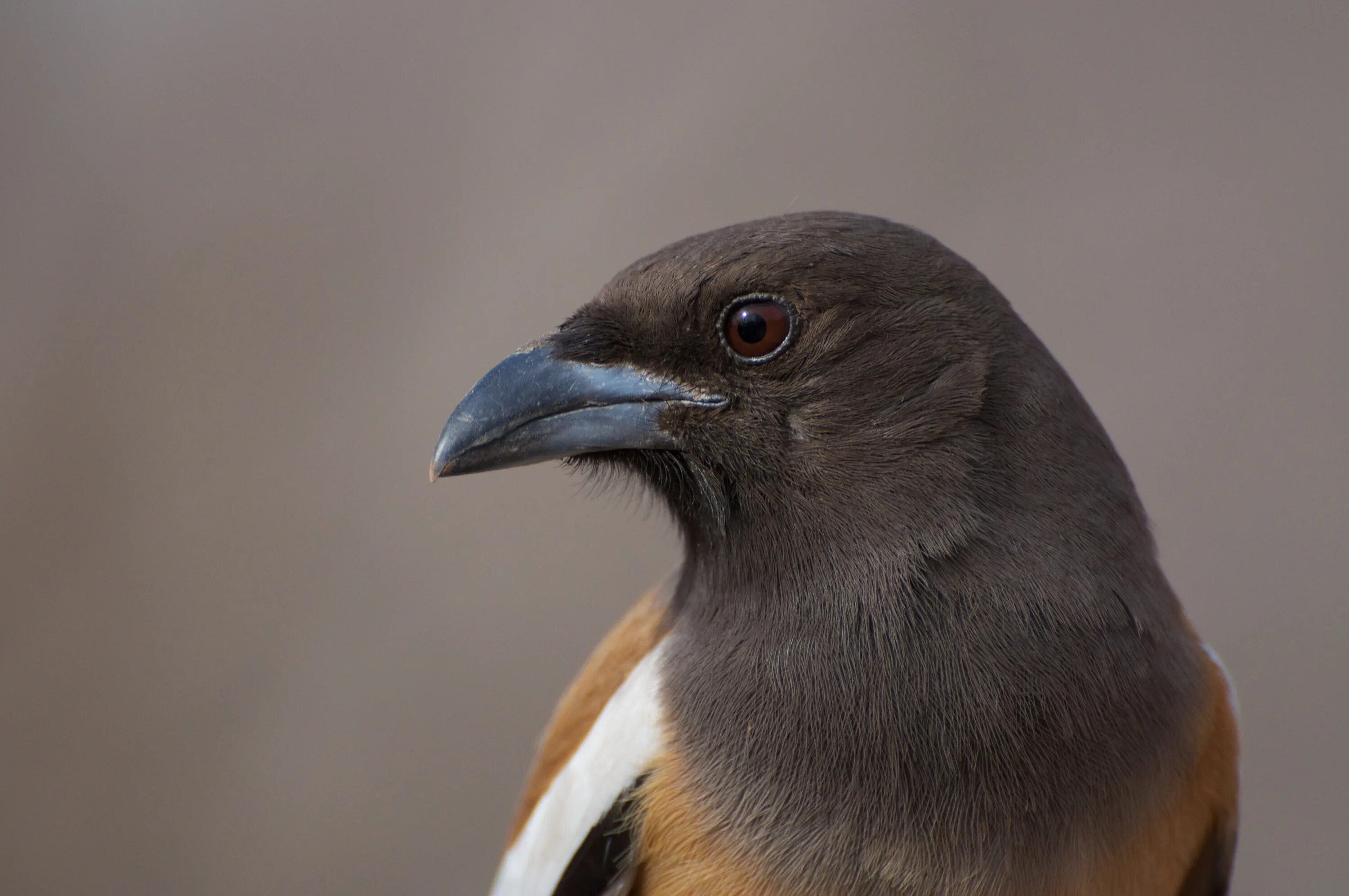 Индийская древесная сорока. Белобрюхая древесная сорока. Rufous Treepie. Птица с коротким клювом. Коричневая птица с клювом