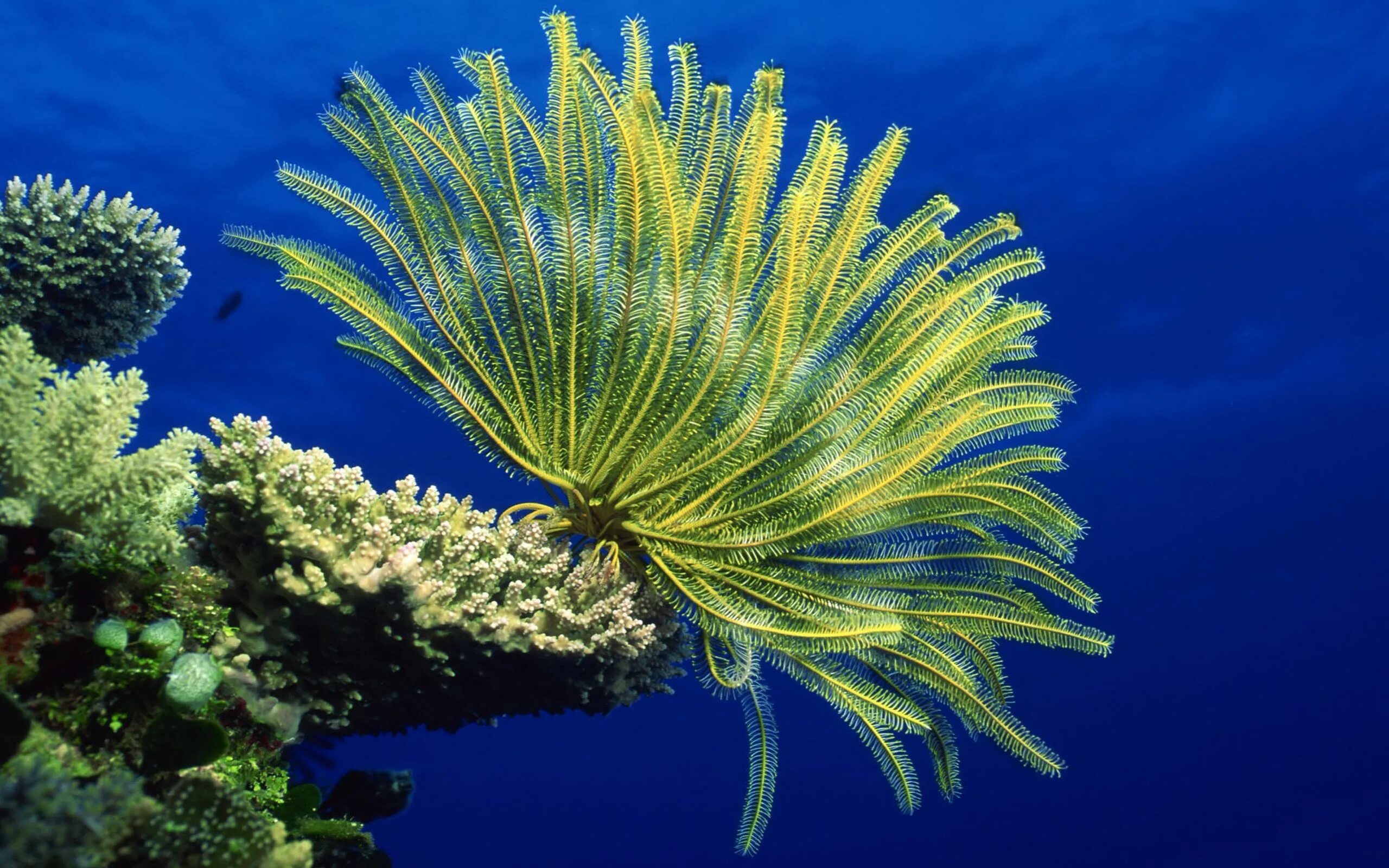 Coral life. Криноидеи морские лилии. Морские лилии Силур. Морские лилии палеозой. Батикринус морские лилии.