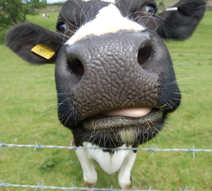 Now cow
