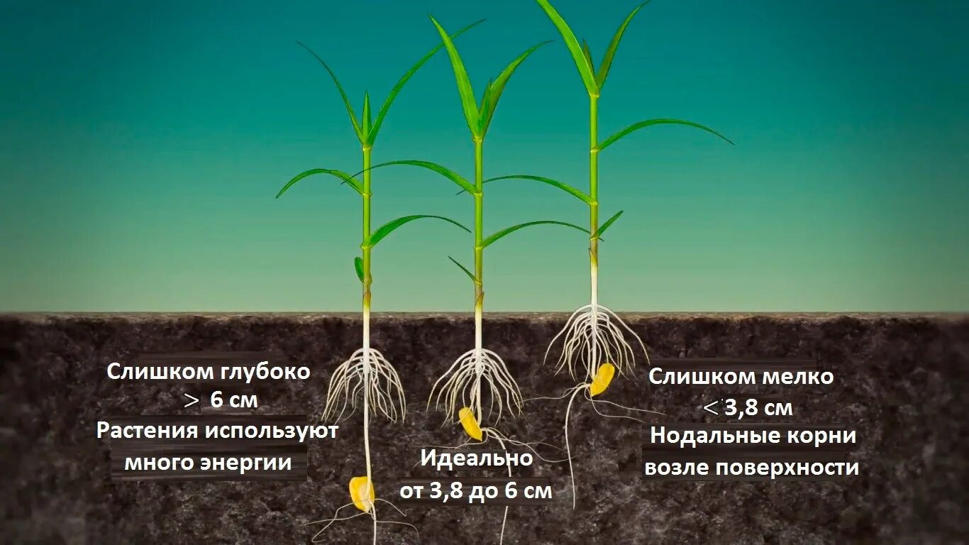 На каком расстоянии сажать семена. Глубина посева семян кукурузы. Глубина заделки семян кукурузы. Высадку рассады кукурузы. Глубина посадки кукурузы.