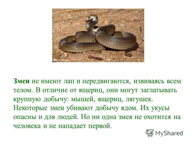 Чем отличается ящерица от лягушки. Чем отличается ящерица от лягушки