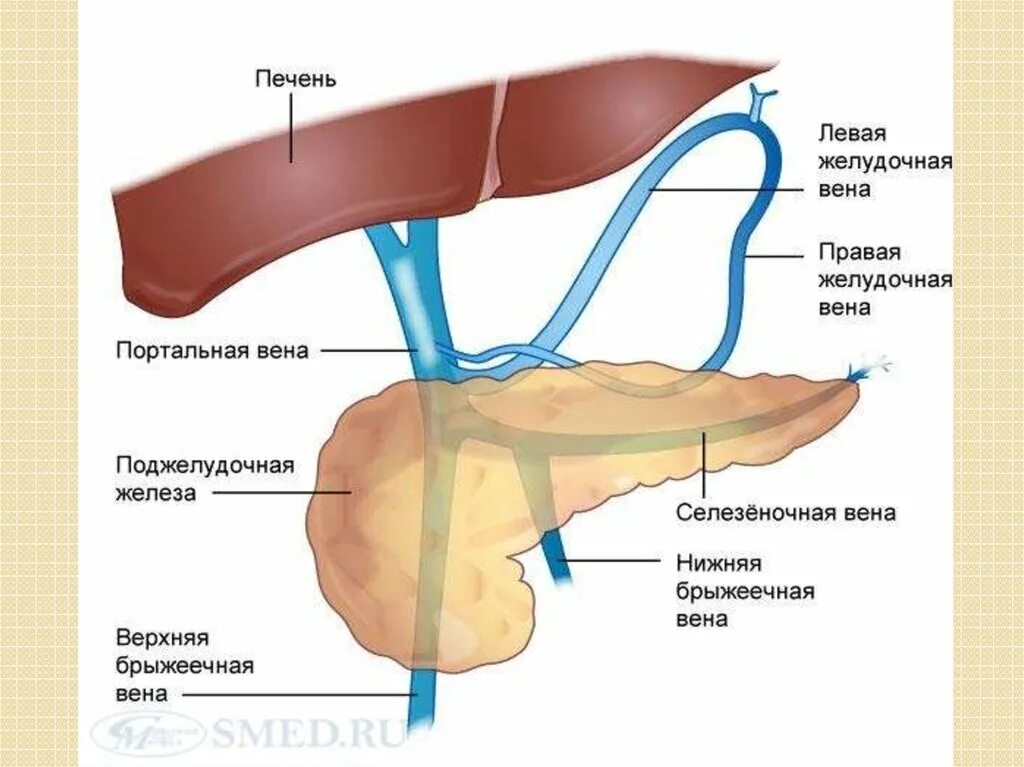 Правая желудочная вена. Поджелудочная железа селезеночная Вена. Портальная Вена анатомия. Воротная Вена и селезеночная Вена. Венозный отток поджелудочной железы схема.