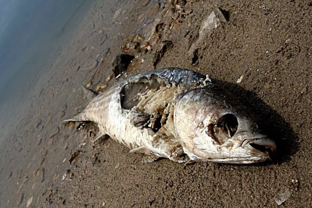 круговорот веществ в природе 5 класс биология. органическое вещество почвы. разложение живых организмов. среды обитания живых организмов. круговорот азота в природе рисунок.