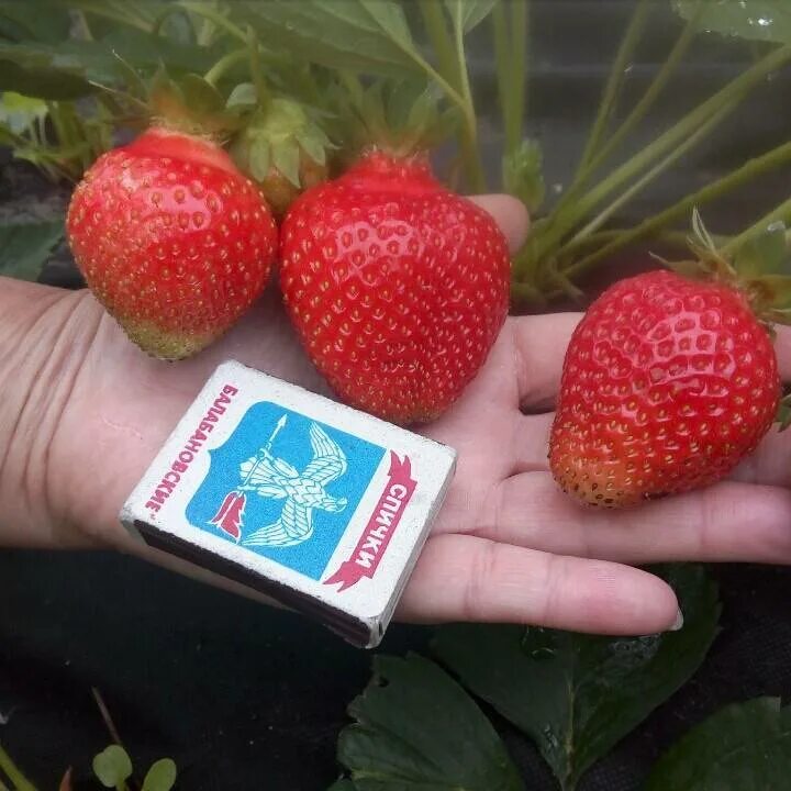 Big strawberry. Клубника гигантский деликатес. Клубника ремонтантная гармония. Клубника гигантский деликатес. Земляника f1 московский деликатес.
