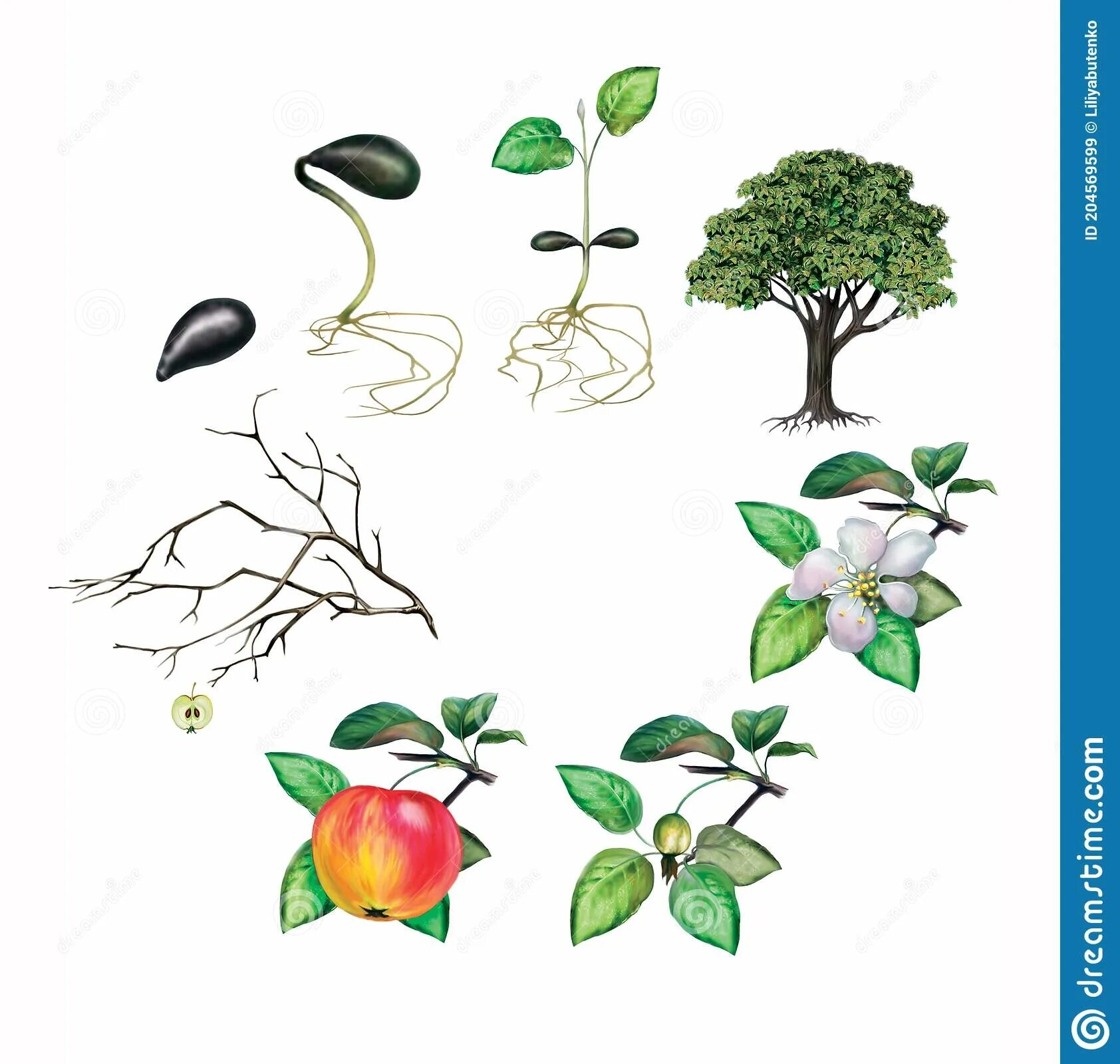 Жизненный цикл растений для дошкольников. Жизненный цикл растений яблони. Жизненный цикл растений для дошкольников картинки. Графики развития деревьев.