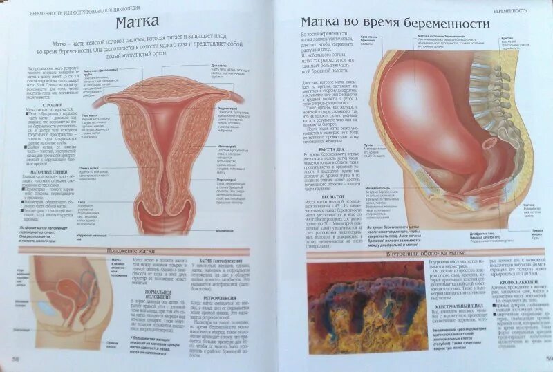 Изменение матки при беременности