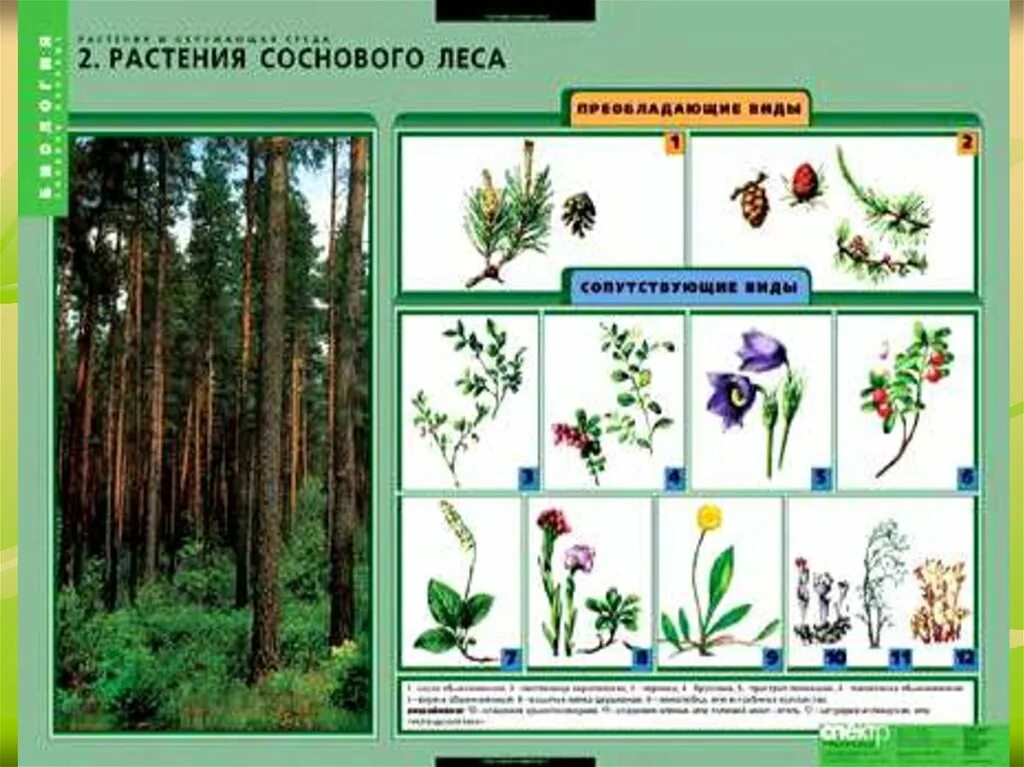 Лиственные преобладающие виды растений. Растения соснового леса. Растительные сообщества. Растения соснового Ле а. Растения осинового леса.