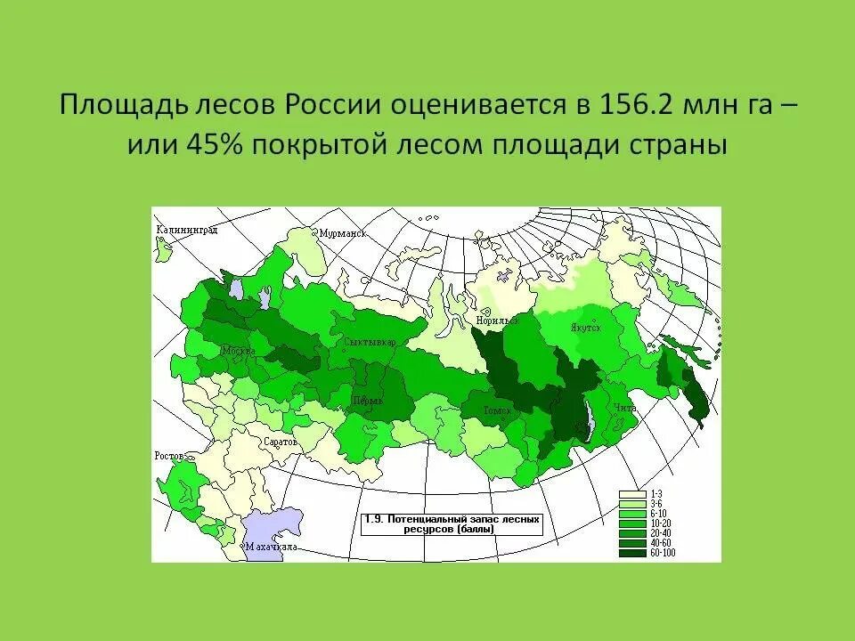 40 процентов территории. Общая площадь лесов в России. Площадь лесов на территории России. Распространение лесов в России. Распределение лесов в России.