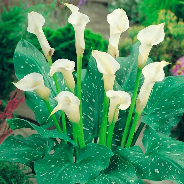 луковицы каллы