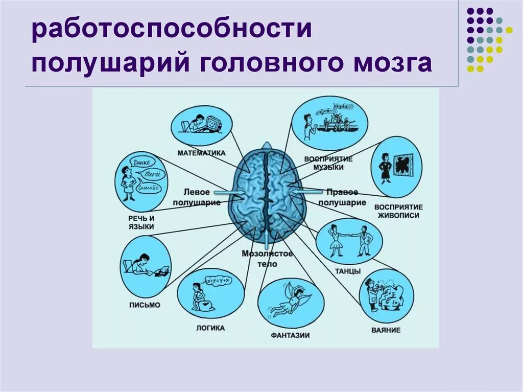 Сферы специализации левого и правого полушарий головного мозга. Головной мозг правое полушарие строение. Строение левого полушария головного мозга. Функции левого полушария. Малые полушария