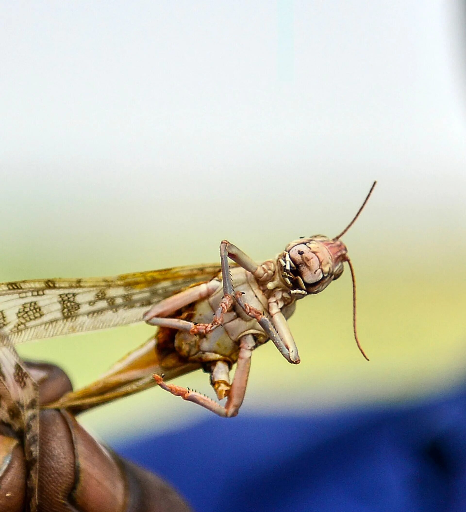 хагаб саранча. саранча дзен последнее видео. саранча дзен последнее видео. кулиги саранчи. саранча дзен последнее видео.