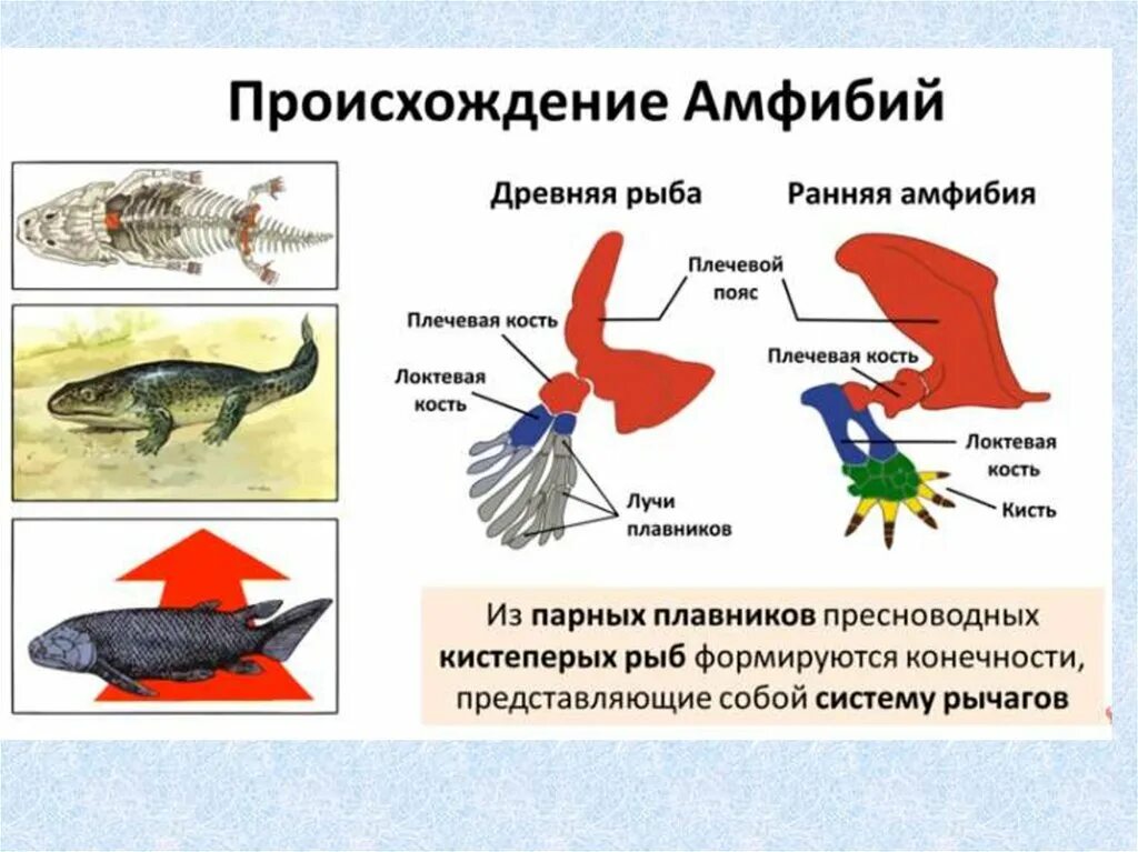 Объясните происхождение земноводные. Выделительная система земноводные амфибии. Происхождение земноводных. Происхождение зе новодных. Выделение у амфибий.