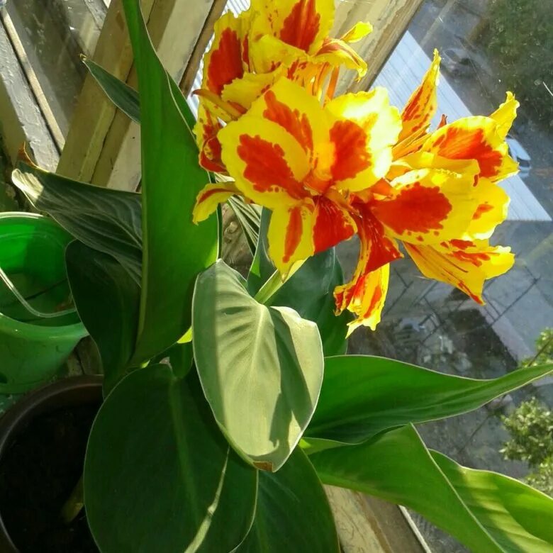 канна (коричн) семафор. оранжевая канна – orange canna. канна (растение). цветы канны домашнее. канны цветы.
