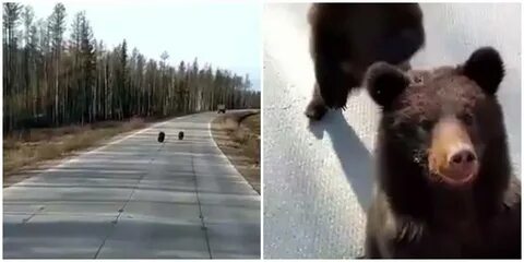 Медведица переводит через дорогу