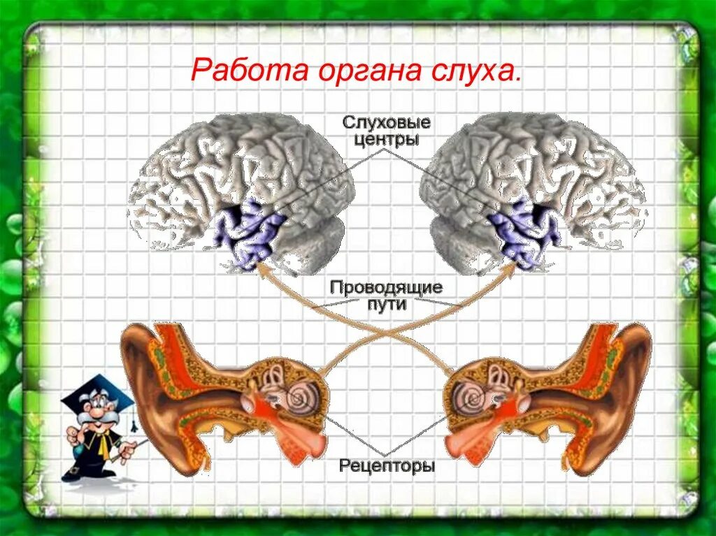 Лабораторная работа изучение строения органа слуха. Работа органа слуха. Орган слуха и равновесия. Работа органа слуха схема. Органы слуха и равновесия их анализаторы.