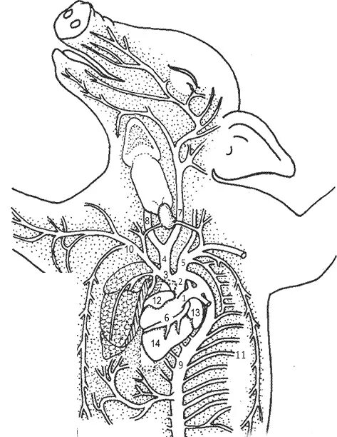 Сонная артерия у свиней где находится. Анатомия свиньи кровеносная система. Анатомия свиньи артерии. Сердце свиньи анатомия. Расположение сердца у свиньи.