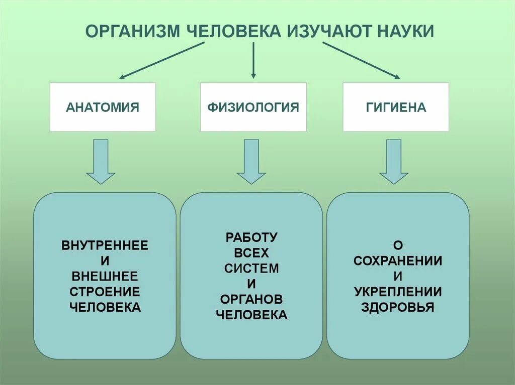 Какая биологическая наука изучает человека. Анатомия физиология гигиена. Наука изучающая строение тела человека. Анатомия физиология и гигиена предметы и методы исследования. Возрастная анатомия физиология и гигиена презентация.