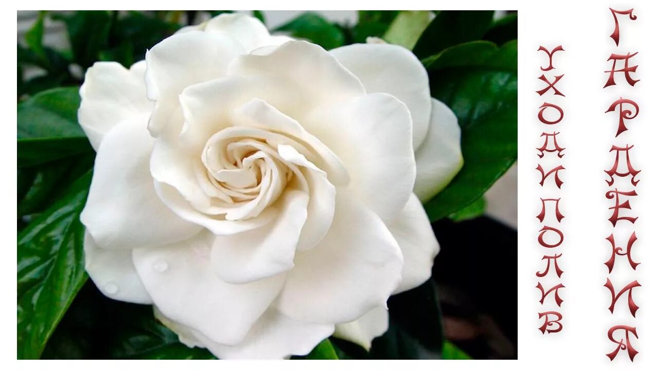 Гардения жасминовая желтая. Гардения жасминовидная семена. Gardenia bloom. Белая гардения. Гардения.